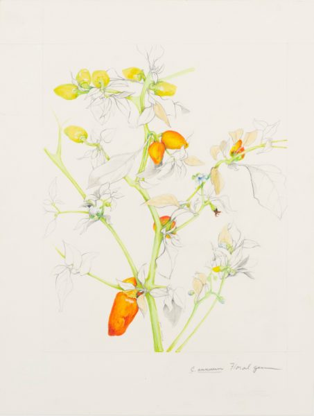 Mixed media of a pepper plant, one of the illustrations in Peppers, The Domesticated Capsicums