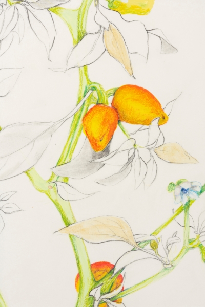 Detail of Pepper plant from the book:, The Domesticated Capsicums