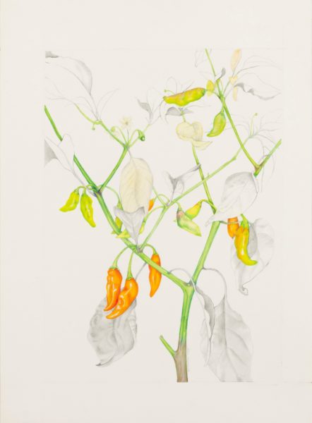 Mixed media of a pepper plant, one of the illustrations in Peppers, The Domesticated Capsicums