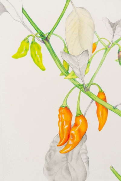 Mixed media of a pepper plant, one of the illustrations in Peppers, The Domesticated Capsicums
