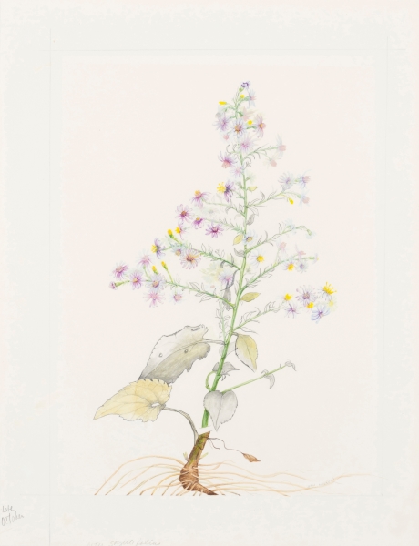 Illustration fom the Book by Jean Andrews titled: Amercan Wildflower Florilegium