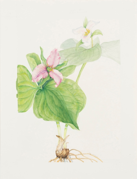 Illustration from the Book by Jean Andrews titled: Amercan Wildflower Florilegium