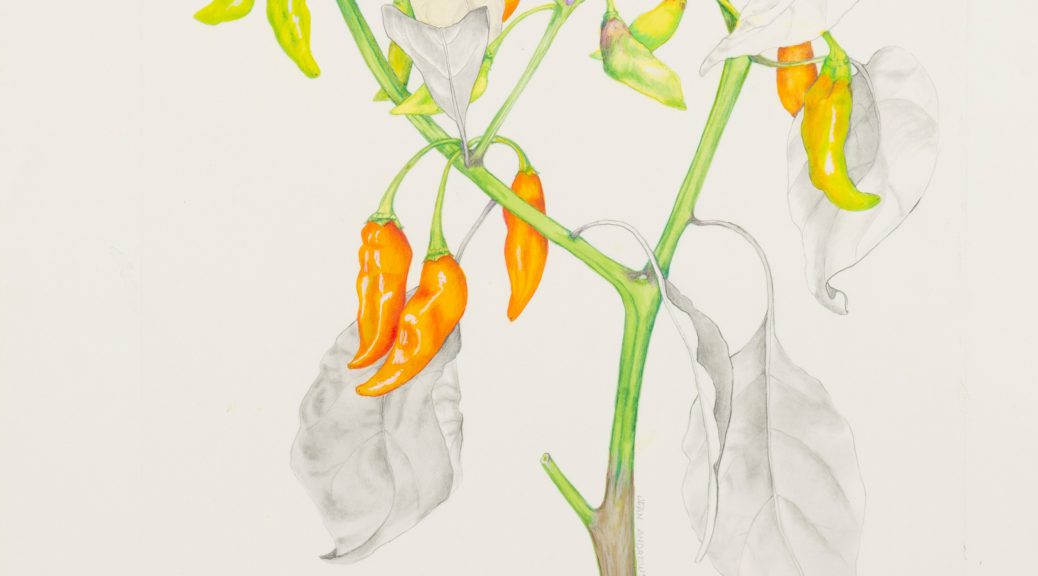 A detail of a drawing of a pepper plant