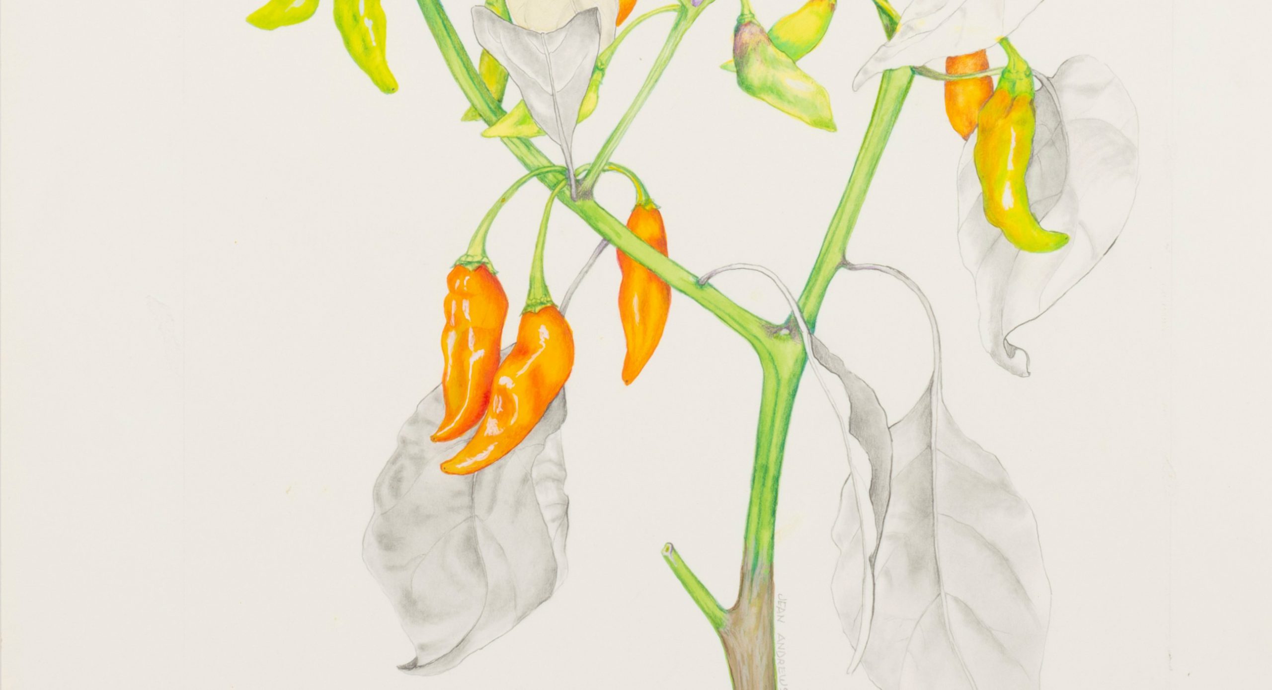 A detail of a drawing of a pepper plant